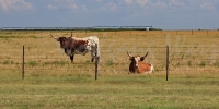 0810-Longhorns