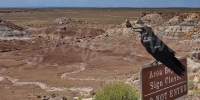 1105-PetrifiedForest