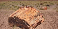 1106-PetrifiedForest